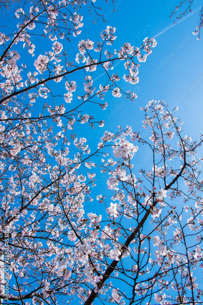 桜 高知堀川 桜 高知堀川