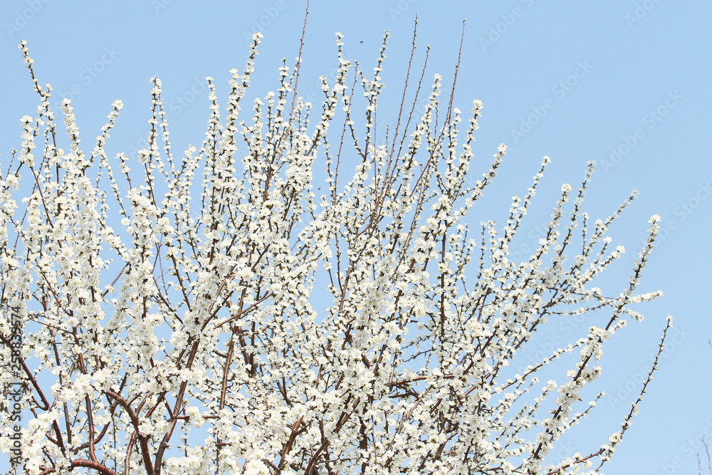 white apricot blossom on blue sky background white apricot blossom on blue sky background