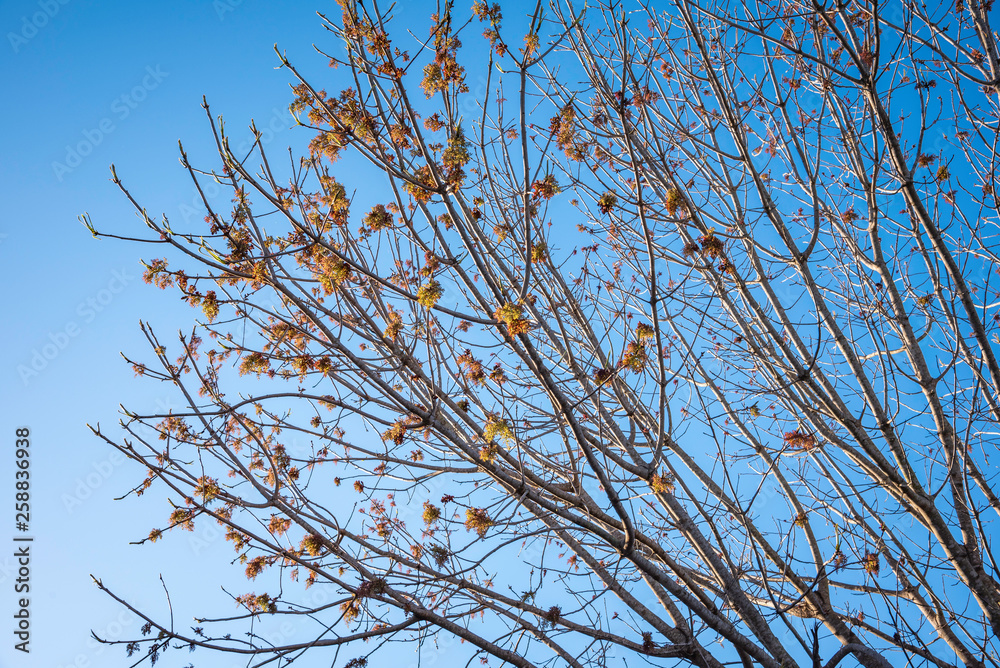 The visible branches of a hibernating tree with a few hanging leaves getting set for a new and different season. The visible branches of a hibernating tree with a few hanging leaves getting set for a new and different season.