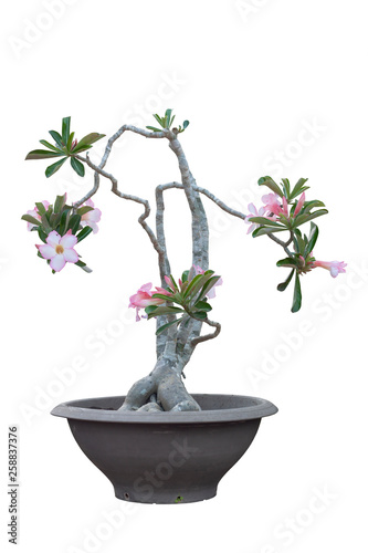 Pink desert rose, mock azalea, pinkbignonia or impala lily flowers in black plastic pot isolated on white background included clipping path.