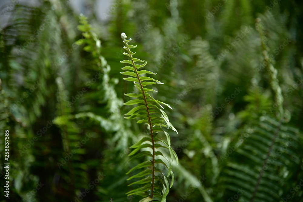 Beautiful green leaves in the warm morning is ideal for relaxing. Beautiful green leaves in the warm morning is ideal for relaxing.