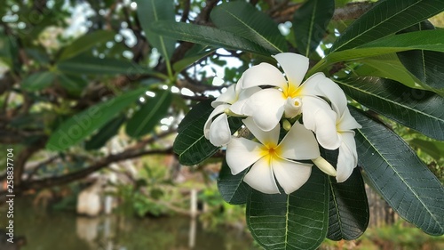 Plumeria flower. Plumeria flowers in the garden