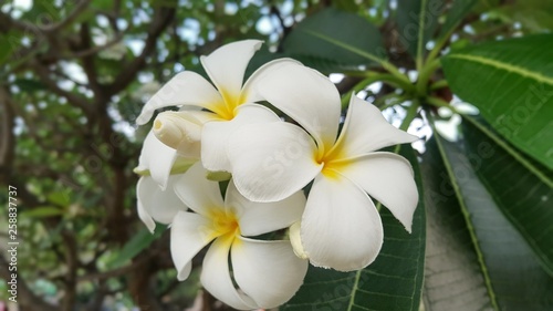 Plumeria flower. Plumeria flowers in the garden