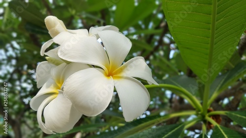 Plumeria flower. Plumeria flowers in the garden