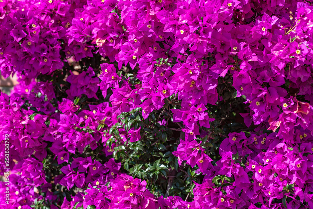 Fototapeta premium bugambilia en flor