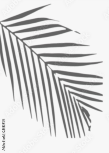 Palm leaf shadow on a white wall