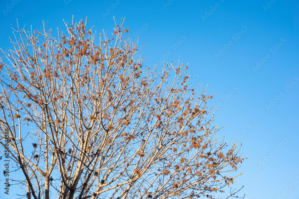 The visible branches of a hibernating tree with a few hanging leaves getting set for a new and different season.