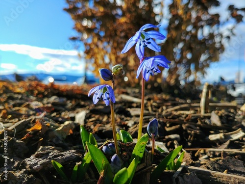 Fresh scilla flowers in early spring photo