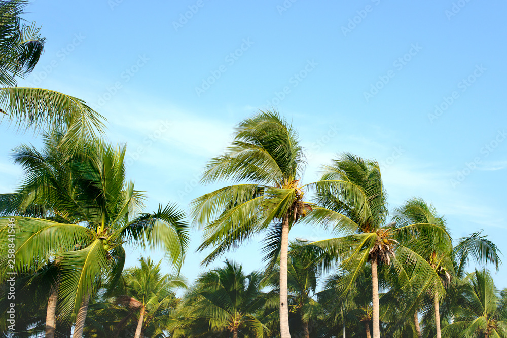 Fototapeta premium Coconut palm trees with blue sky, tropical palms at sunny summer day.