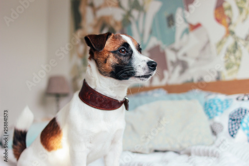 Cute Puppy Dog Jack Russell terrier looking at camera in bedroom © Galina Zhigalova