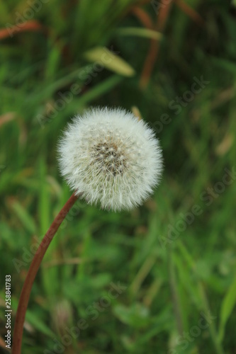 dandelion on background of green grass