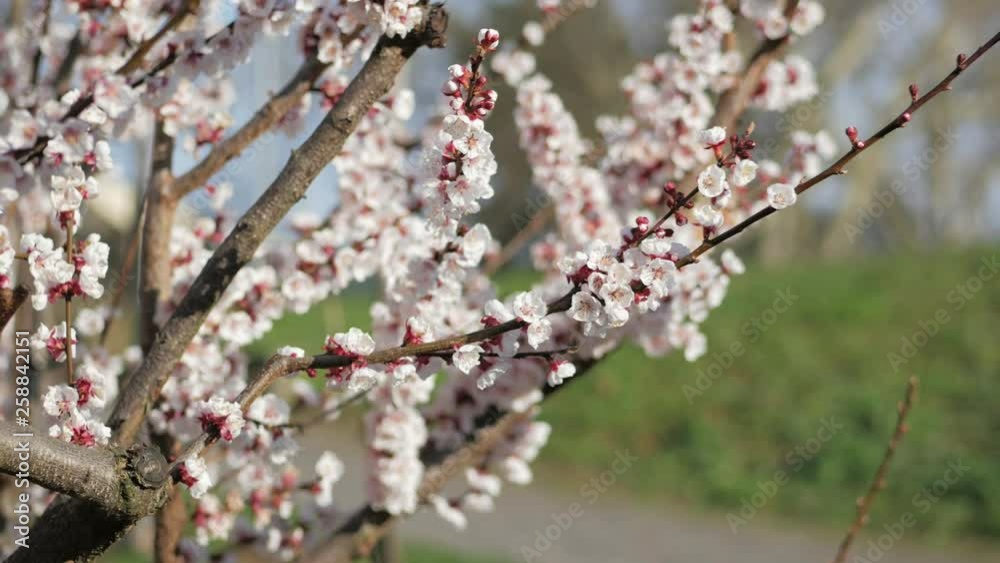 White cherry blossoms with bees flying around and a path in the background. close up shot. White cherry blossoms with bees flying around and a path in the background. close up shot.