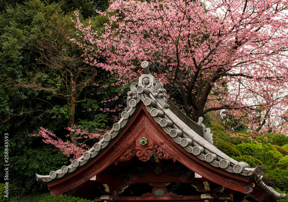 Spring in Tokyo