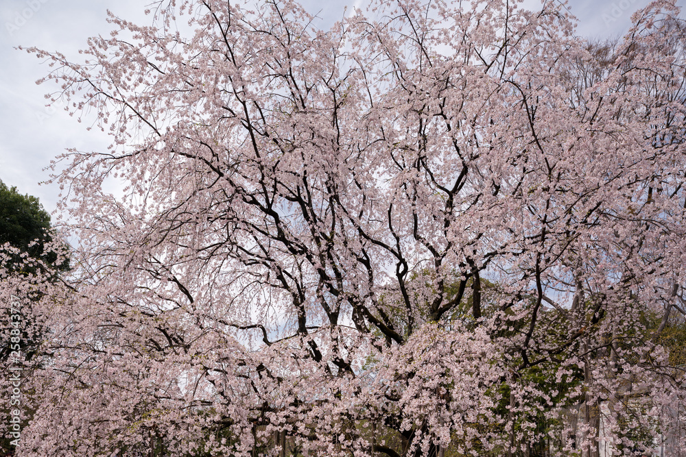 満開の桜