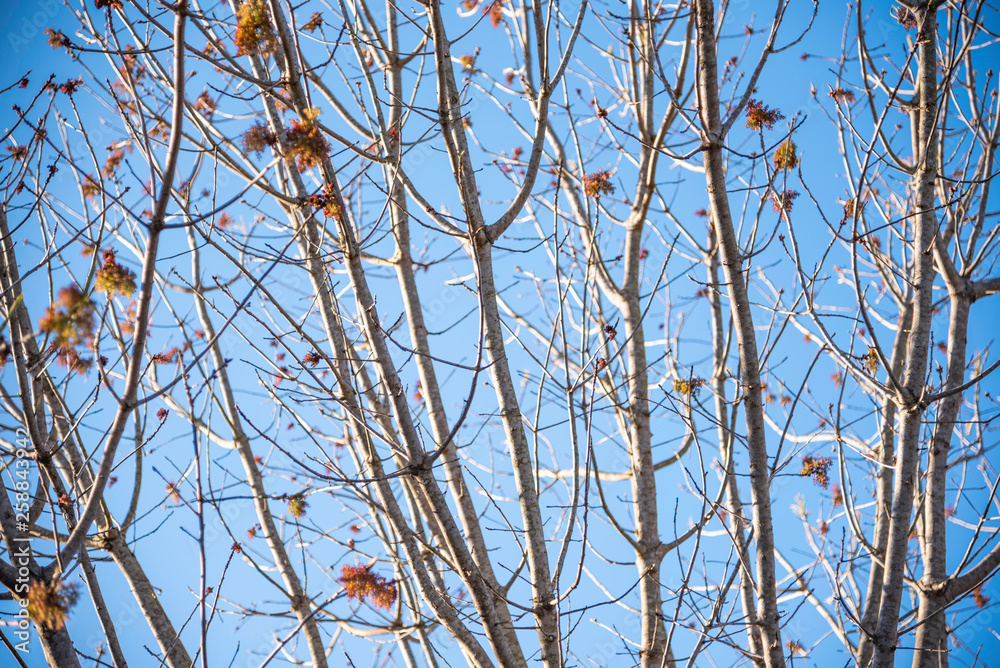 The visible branches of a hibernating tree with a few hanging leaves getting set for a new and different season. The visible branches of a hibernating tree with a few hanging leaves getting set for a new and different season.