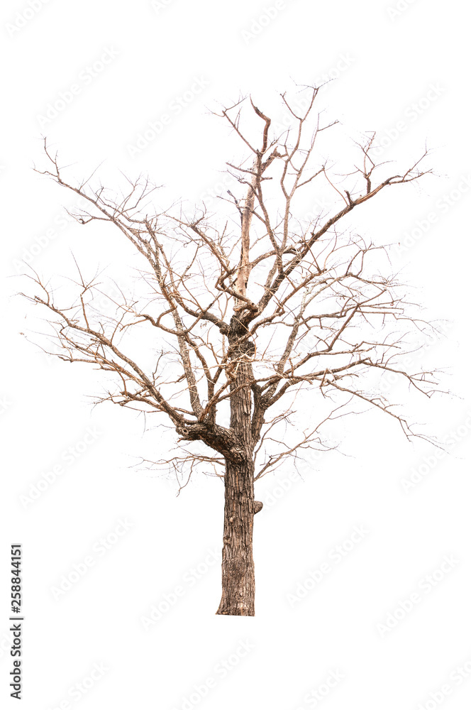 Obraz premium Brown tree silhouettes isolated on white background