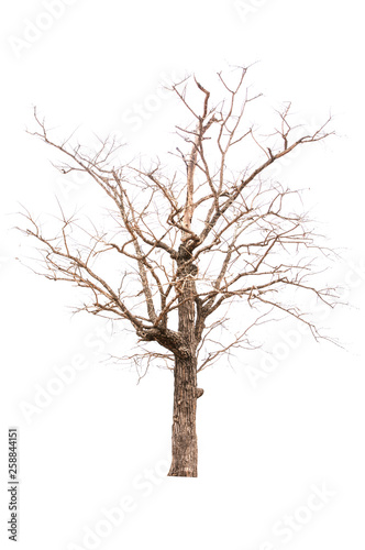 Brown  tree silhouettes isolated on white background