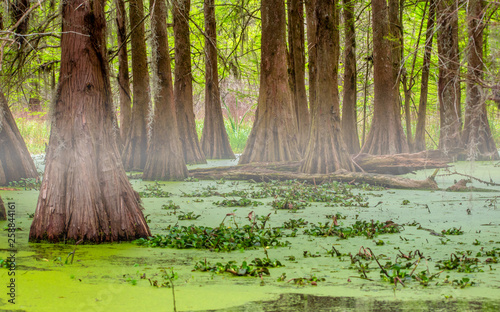 Foto Forests in swamp under cloudy sky
