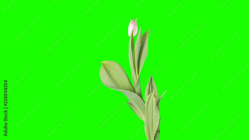 White and red tulip bloom buds green screen, FULL HD (Tulipa Huis ten bosch)