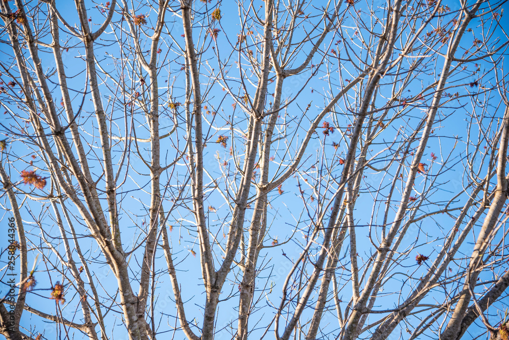 The visible branches of a hibernating tree with a few hanging leaves getting set for a new and different season. The visible branches of a hibernating tree with a few hanging leaves getting set for a new and different season.