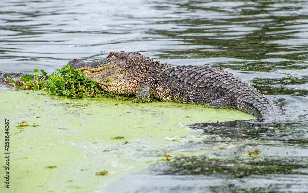 See you later, alligator See you later, alligator
