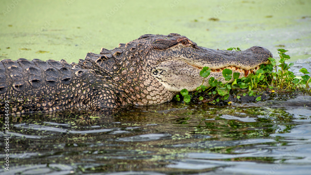 Obraz premium See you later, alligator