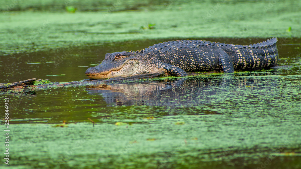 Fototapeta premium See you later, alligator