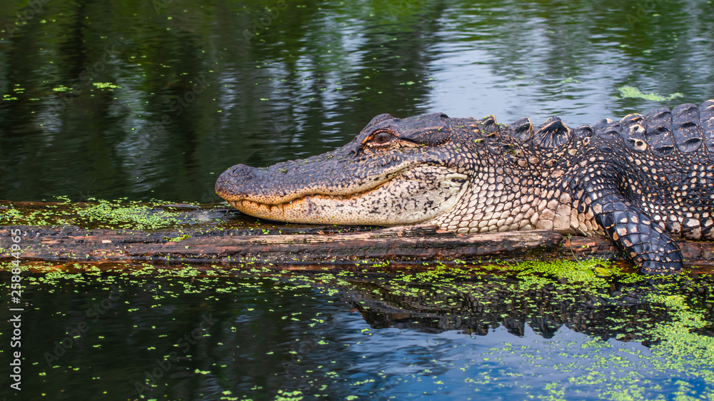 Fototapeta premium See you later, alligator