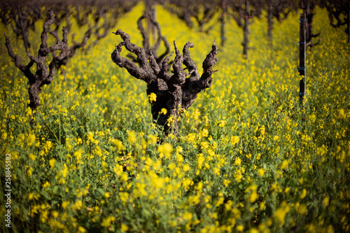 Zinfandel Plant Vineyard and yellow flowers in Springtime in Sonoma County California