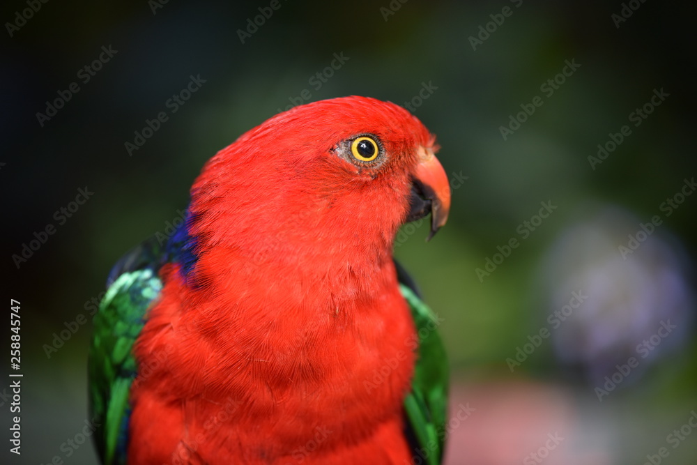 Fototapeta premium blue and yellow macaw