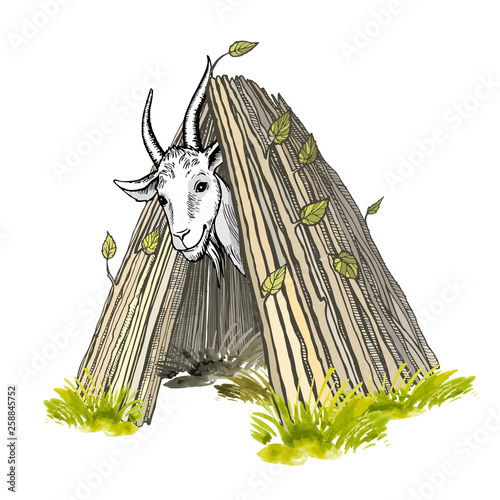 A contented white goat with horns and a beard, looking out of the hut. Colored hand-painted vector drawing