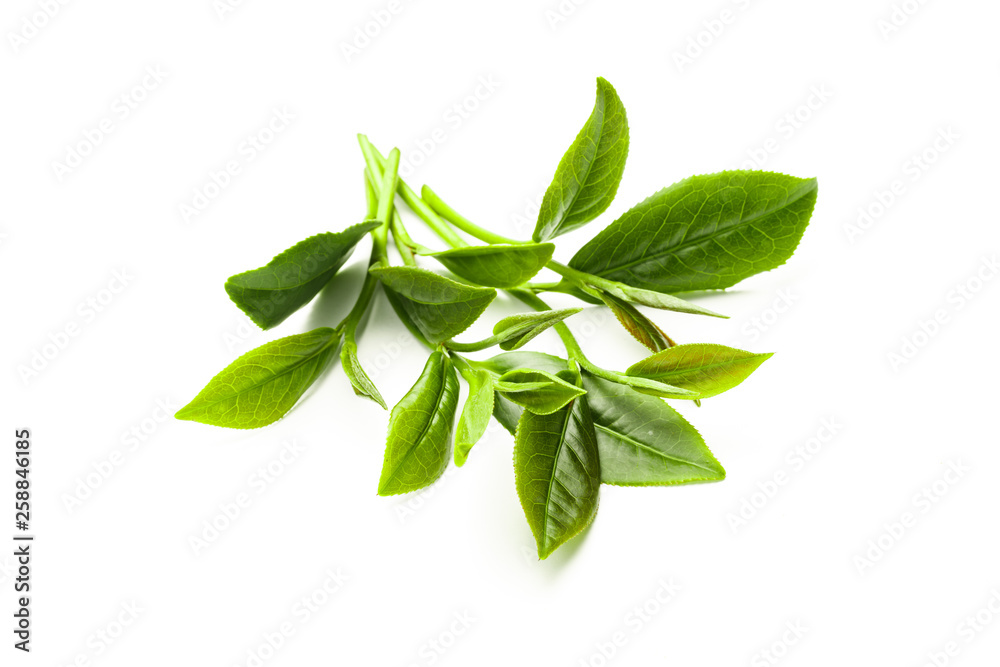 Green tea leaf isolated on white background, Fresh tea leaves on a white background