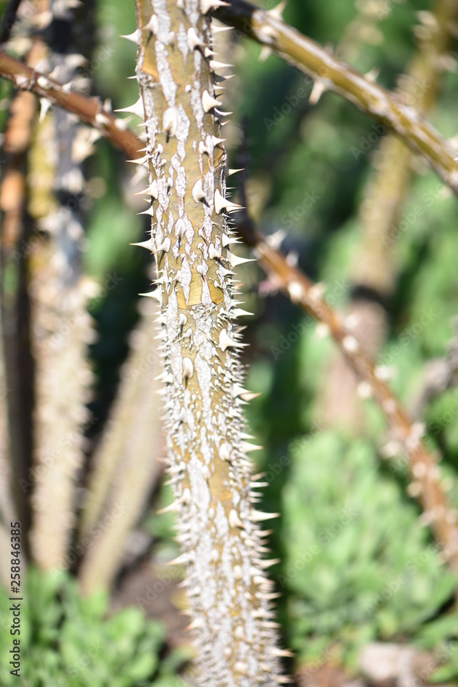 catkins in spring