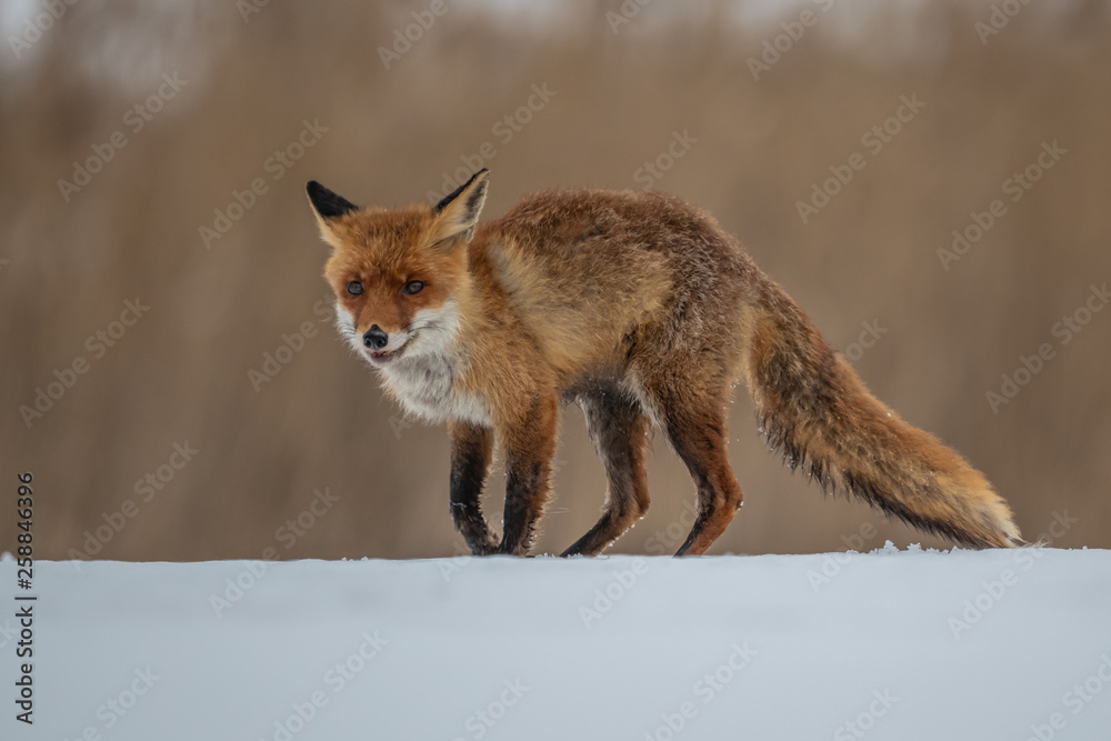 Fototapeta premium Red fox (Vulpes vulpes) with a bushy tail hunting in the snow in winter in Algonquin Park in Canada