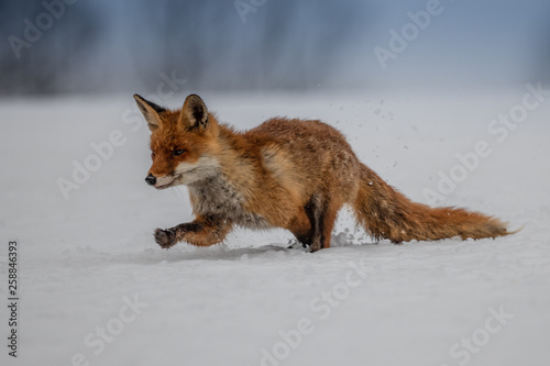 Red fox  Vulpes vulpes  with a bushy tail hunting in the snow in winter in Algonquin Park in Canada