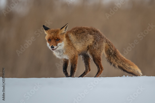 Red fox (Vulpes vulpes) with a bushy tail hunting in the snow in winter in Algonquin Park in Canada © vaclav