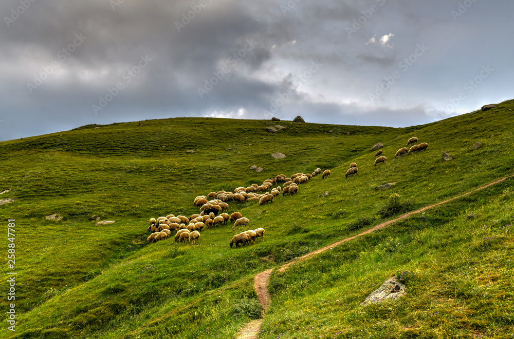 Obraz premium Sheep Grazing - Kazbegi, Georgia