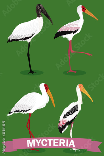 Mycteria stork genus cartoon bird