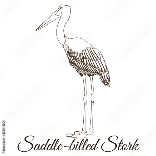 Saddle billed stork cartoon bird coloring