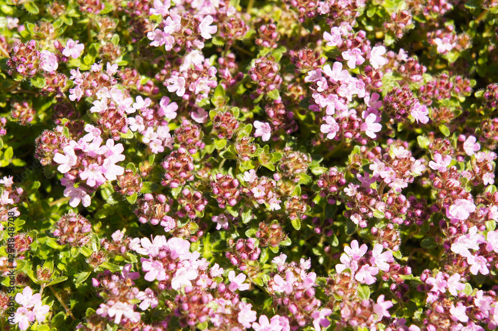 Thymus serpyllum thyme Thymus serpyllum thyme