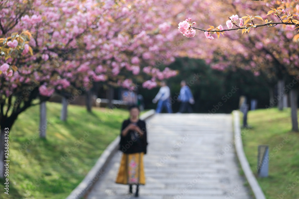 Jiujiang, China - March 31, 2019: The cherry garden of Nanshan Park, a national 4A scenic spot, has entered the most beautiful and romantic period of the year, with pink petals swaying on the branches Jiujiang, China - March 31, 2019: The cherry garden of Nanshan Park, a national 4A scenic spot, has entered the most beautiful and romantic period of the year, with pink petals swaying on the branches