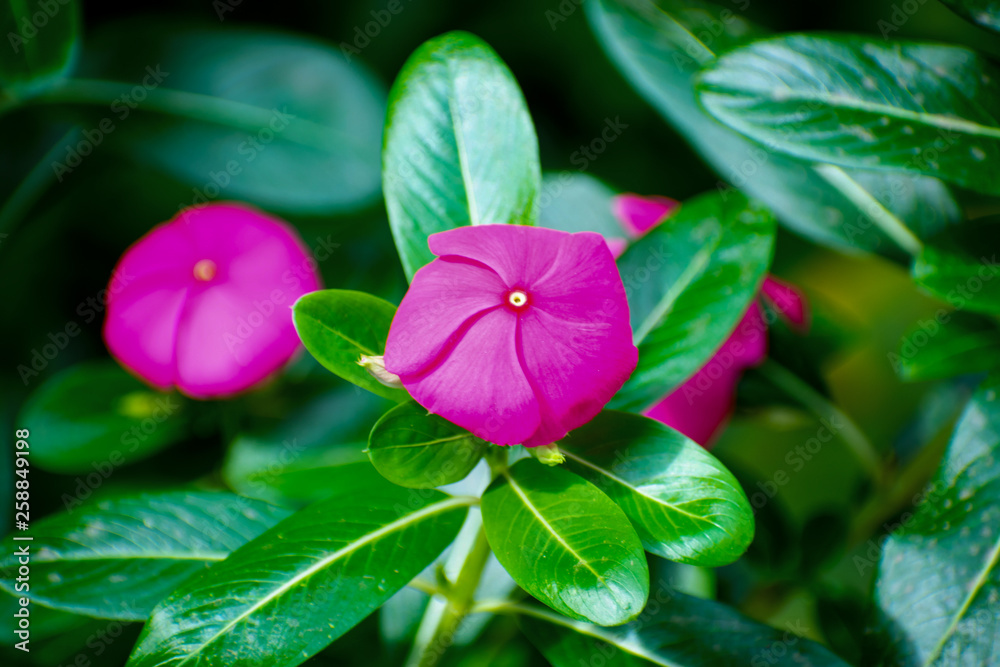 flower on green background flower on green background