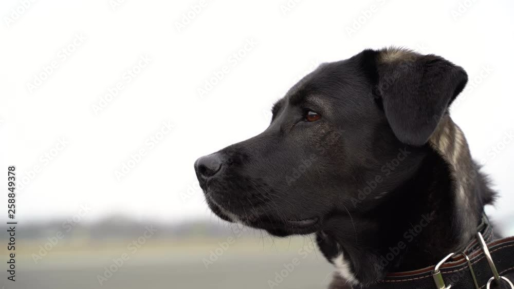 Close up of labrador observing movement at Tempelhof Field, Berlin, Germany.