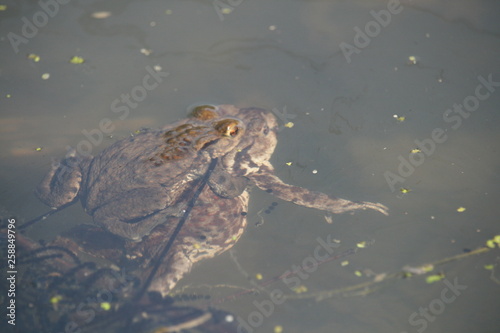 Krötenpaarung im Wasser 2