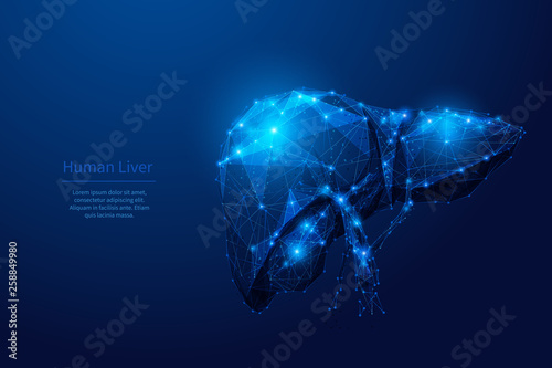  liver organ low poly blue