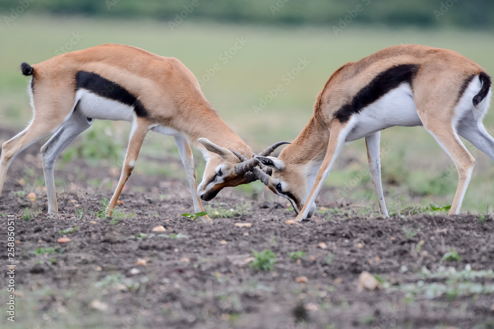 Gacela Thomson fighting in Serengeti Gacela Thomson fighting in Serengeti