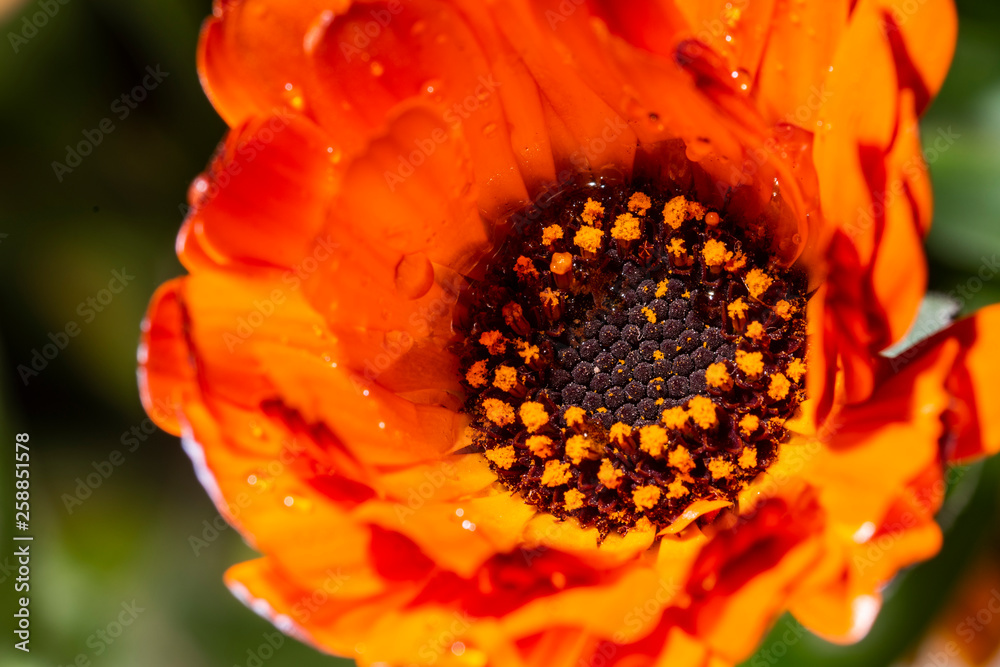 Closeup water dtroplets on Calendula Officinalis Closeup water dtroplets on Calendula Officinalis