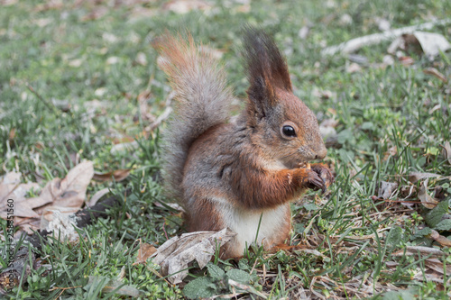 The red squirrel stands in the grass. 