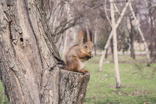 Cute Red Squirrel on a tree in a spring day.