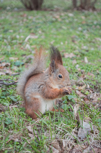 The red squirrel stands in the grass. 